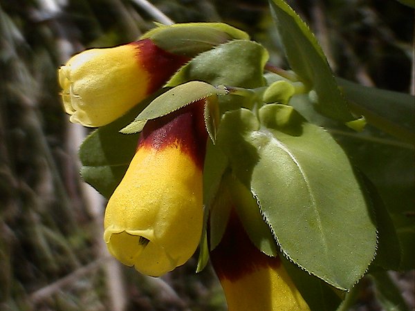 Cerinthe major  / Erba vajola maggiore